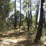 Terrain � b�tir viabilis� au millieu des pins...