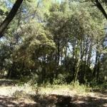 Terrain � b�tir viabilis� au millieu des pins...