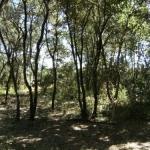Terrain � b�tir viabilis� au millieu des pins...