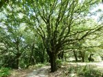 exceptionnelle propri�t� en Cevennes
