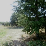 Terrain constructible 1259m� ST VICTOR LA COSTE