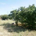 Terrain constructible 1259m� ST VICTOR LA COSTE